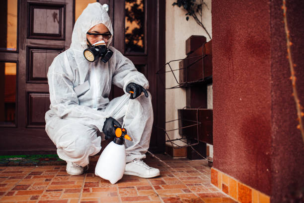 Attic and Crawl Space Rodent Treatment in Corona