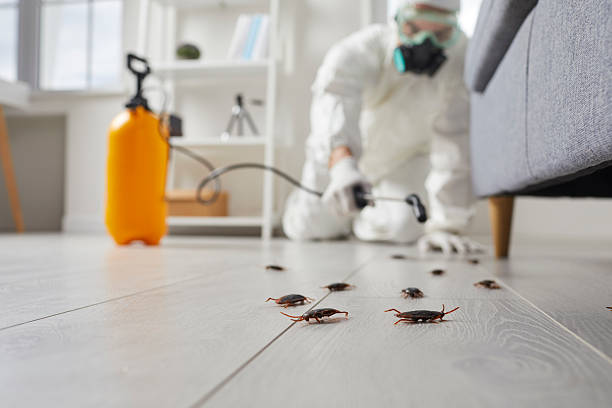 Commercial Rodent Management in Corona